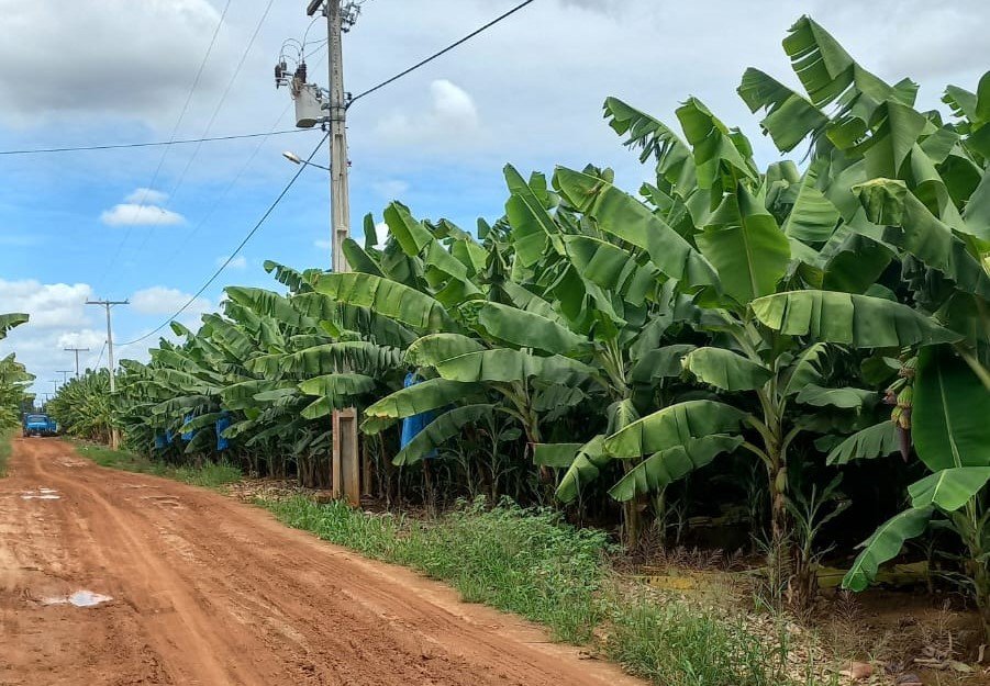 Banana de Bom Jesus da Lapa (BA) conquista IG e amplia oportunidades para produtores locais