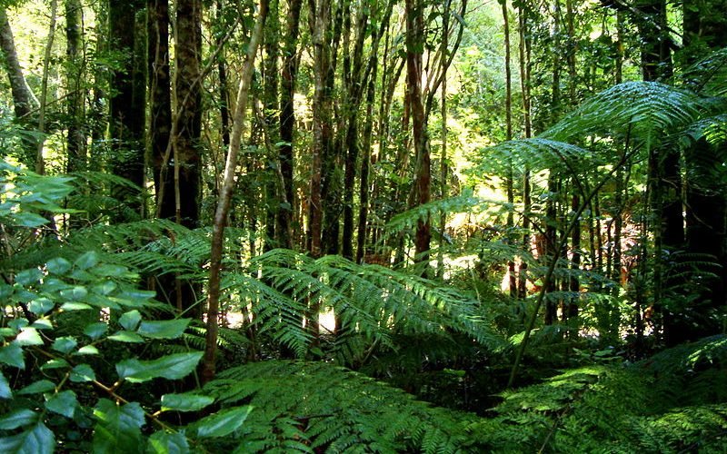Potencial de produtos da bioeconomia para a moda será destaque na SPFW