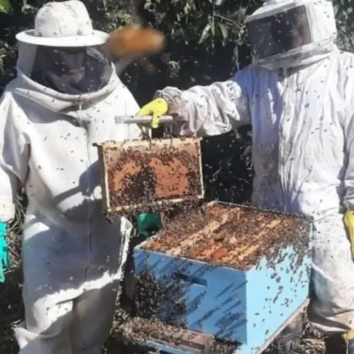 Sebrae e INPI debatem medidas para agilizar processos de Indicações Geográficas