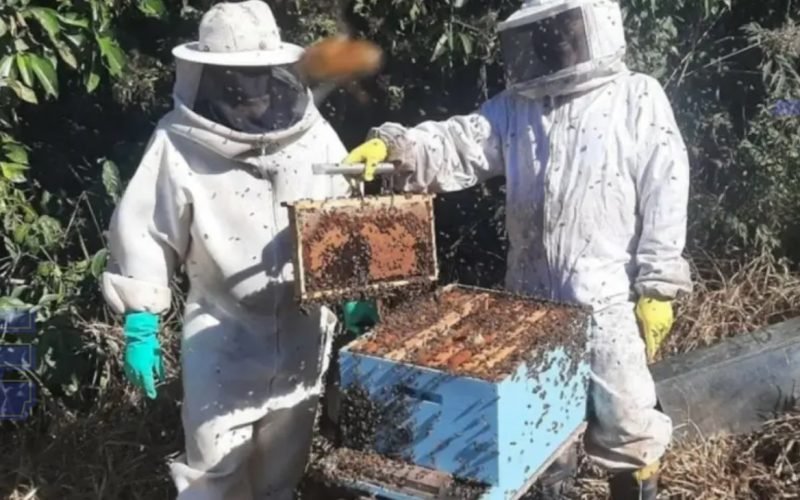 Sebrae e INPI debatem medidas para agilizar processos de Indicações Geográficas