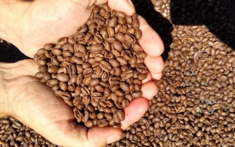 Sebrae abre portas para pequenos cafeicultores na Semana Internacional do Café