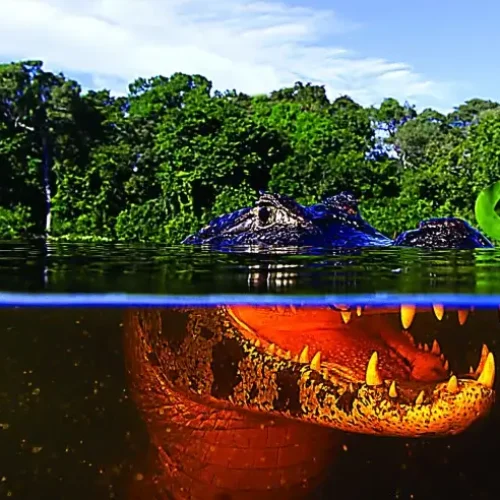 Adaptação e resiliência climática: conheça o significado de cada termo