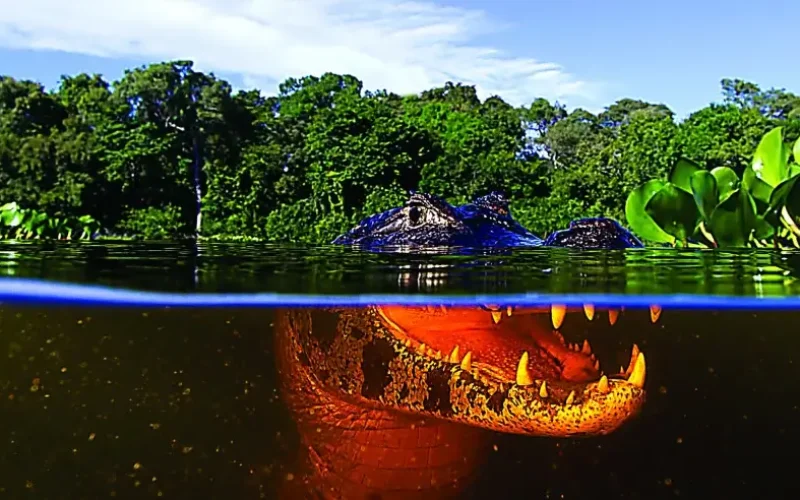 Adaptação e resiliência climática: conheça o significado de cada termo