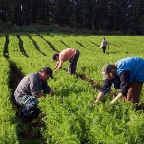 Quer inovação para a sua propriedade rural? Saiba como o Sebrae pode te apoiar
