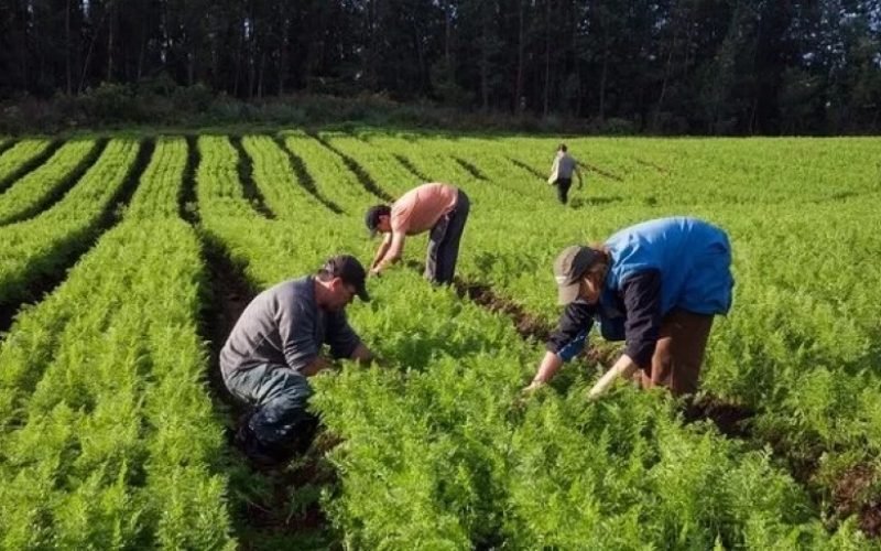 Quer inovação para a sua propriedade rural? Saiba como o Sebrae pode te apoiar