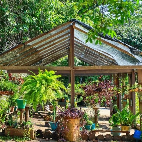 Escola da Floresta: onde a Amazônia é a sala de aula e o futuro é sustentável