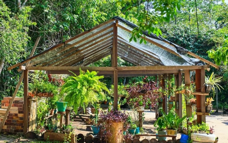 Escola da Floresta: onde a Amazônia é a sala de aula e o futuro é sustentável