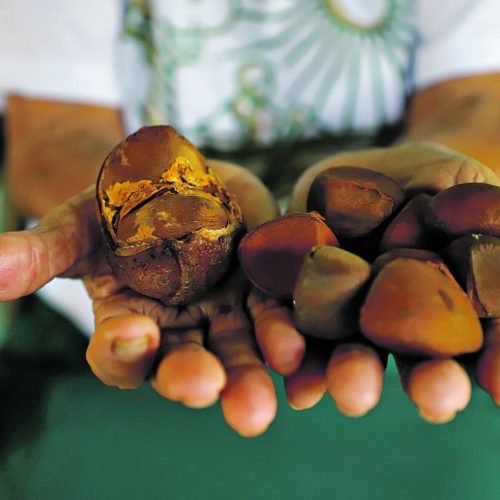 Empreendedorismo indígena, ribeirinho e quilombola impulsiona a preservação da Amazônia