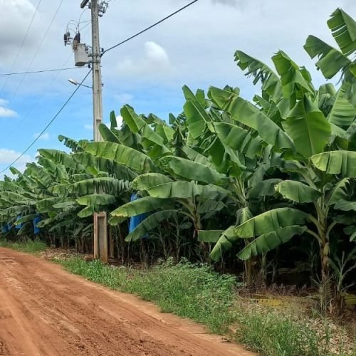 Banana de Bom Jesus da Lapa (BA) conquista IG e amplia oportunidades para produtores locais