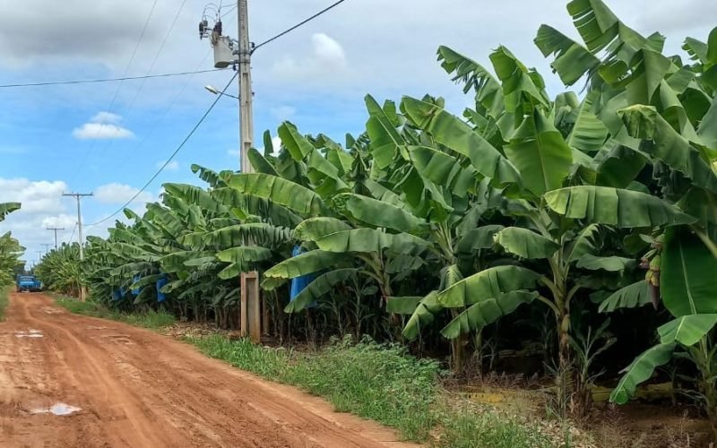 Banana de Bom Jesus da Lapa (BA) conquista IG e amplia oportunidades para produtores locais