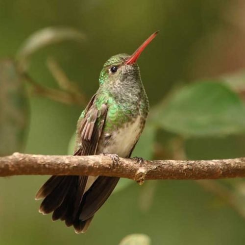 Conheça mais sobre justiça climática e regulamentação climática