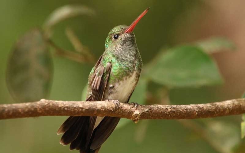 Conheça mais sobre justiça climática e regulamentação climática