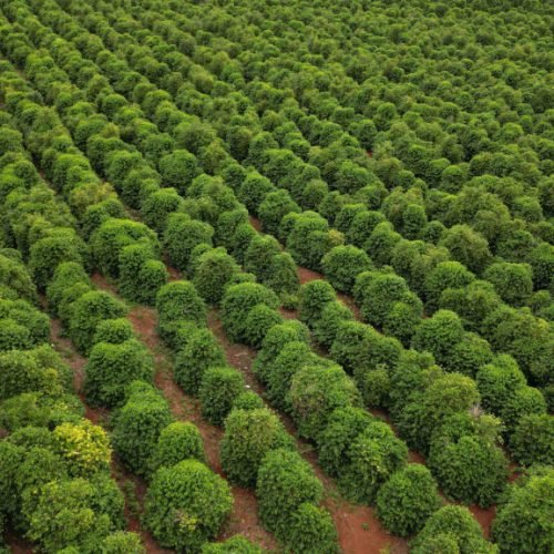 Com café da Serra de Apucarana, Paraná conquista a segunda Indicação Geográfica neste mês