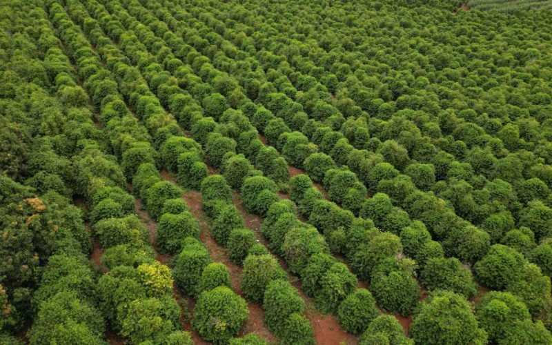 Com café da Serra de Apucarana, Paraná conquista a segunda Indicação Geográfica neste mês