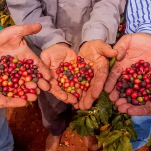 Café de Mandaguari (PR) é reconhecido com Indicação Geográfica