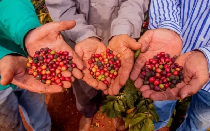 Café de Mandaguari (PR) é reconhecido com Indicação Geográfica