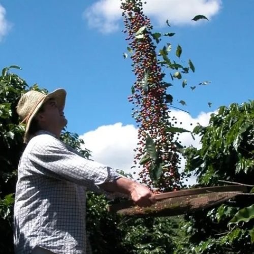 Circuito das Águas Paulista conquista Indicação Geográfica para cafés especiais da Mantiqueira