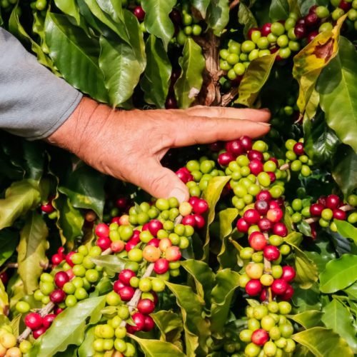 Congresso promulga acordo entre Mercosul e UE, que beneficia pequenos negócios