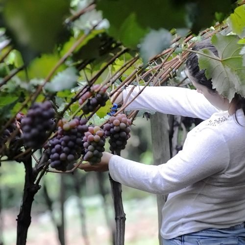 Acordo Mercosul–UE amplia mercados para segmentos estratégicos da micro e pequena empresa brasileira, diz Sebrae