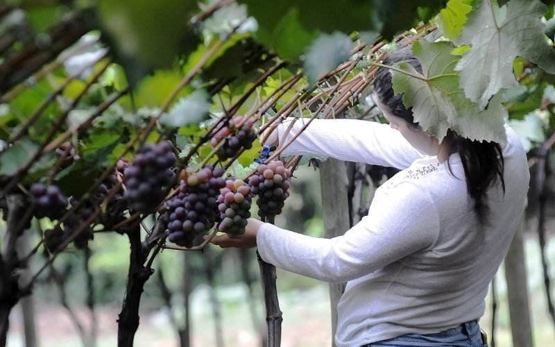 Acordo Mercosul–UE amplia mercados para segmentos estratégicos da micro e pequena empresa brasileira, diz Sebrae