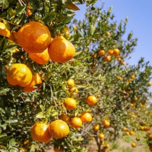 Paraná conquista mais uma Indicação Geográfica: a tangerina de Cerro Azul
