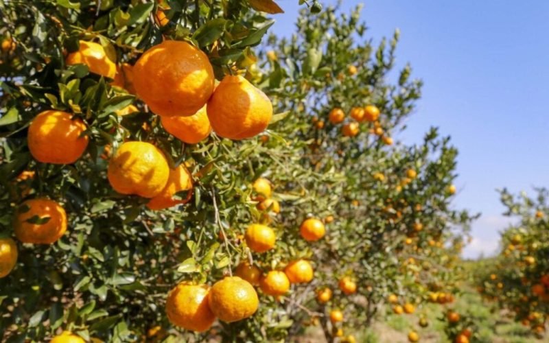 Paraná conquista mais uma Indicação Geográfica: a tangerina de Cerro Azul